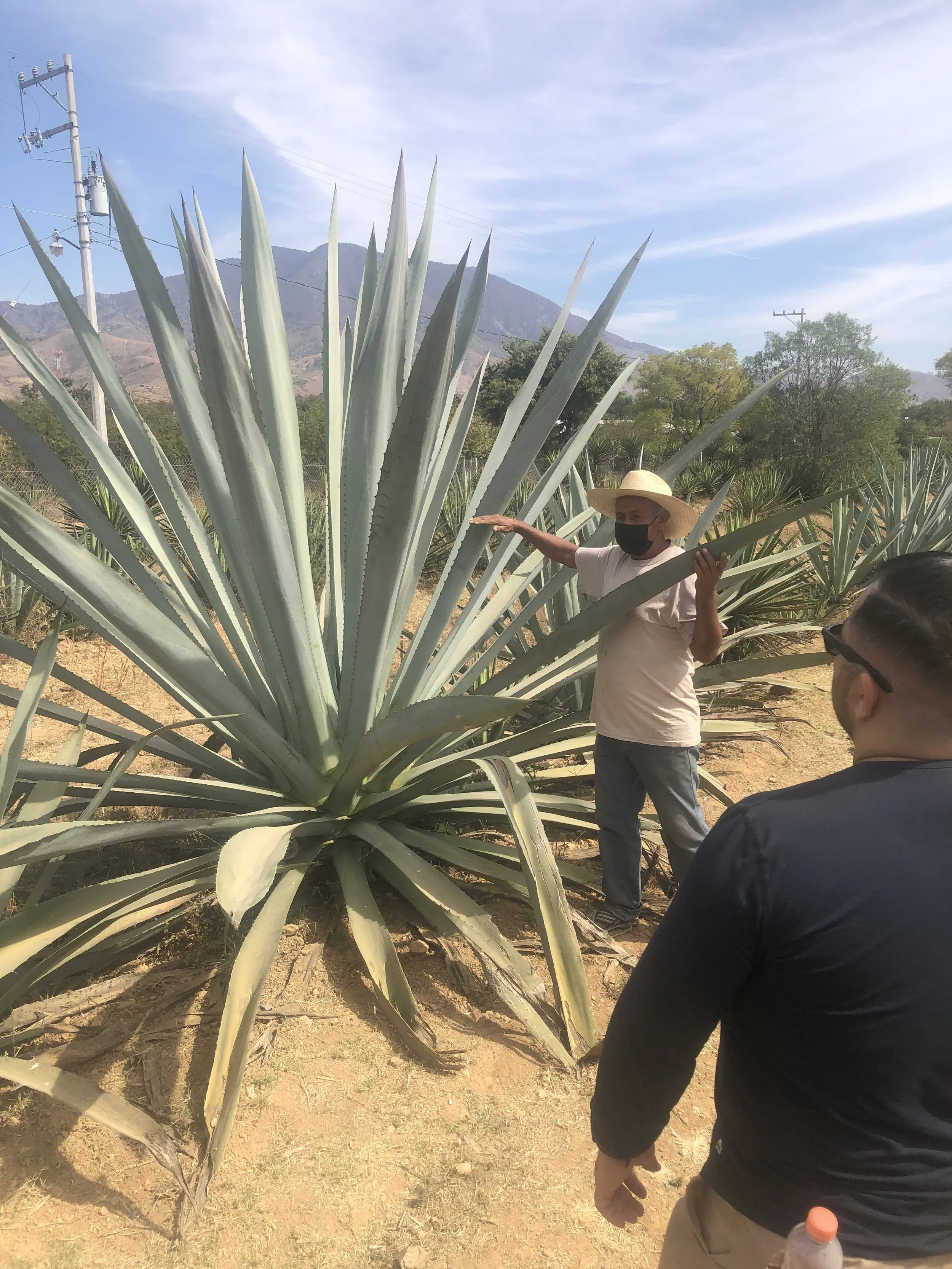 man-showing-his-hand-against-an-agave-in-an-educational-manner-with-an-onlooker