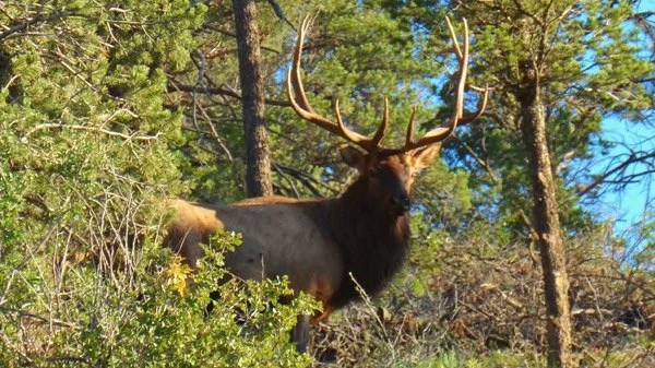 New Mexico Wildlife Federation Celebrates Unlocking of Sabinoso Wilderness Area