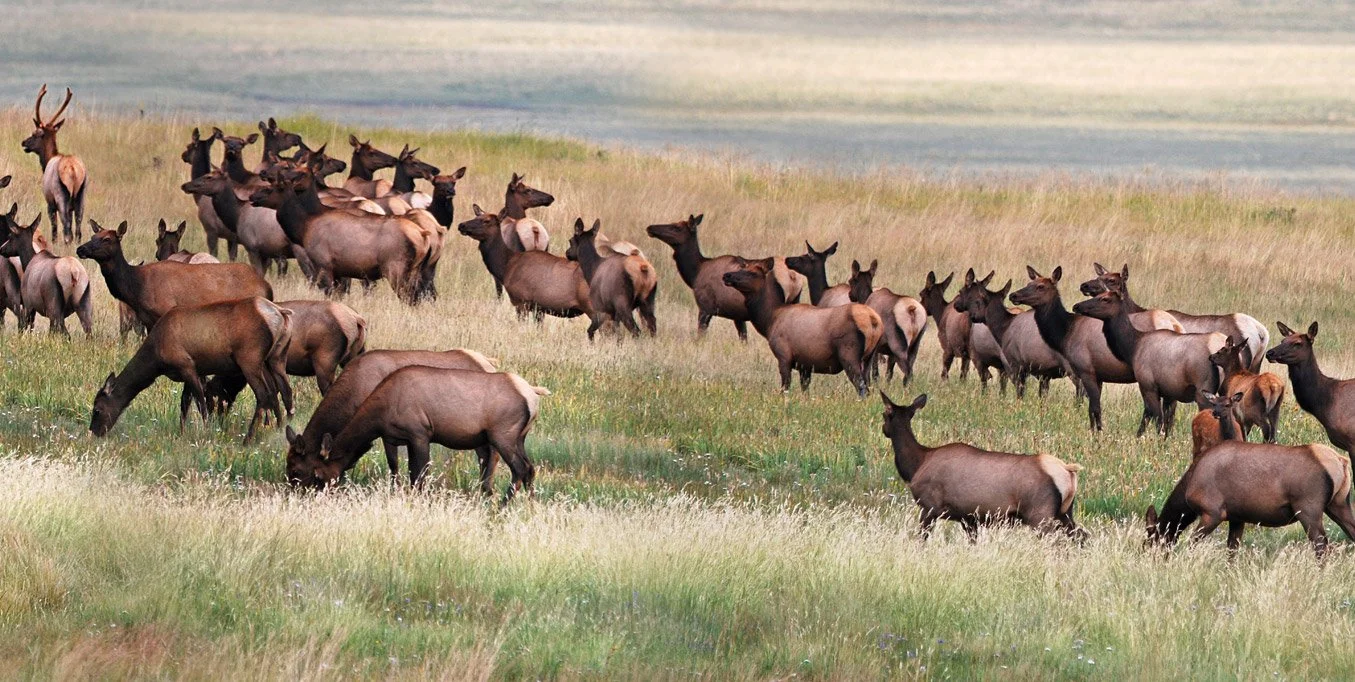 New Mexico Wildlife Federation Applauds Passage of the Sportsmen’s Act Through Bipartisan Effort