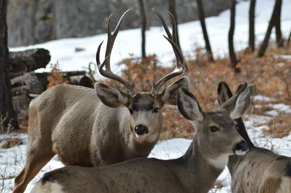 Election 2020: Candidates Answer NMWF Questions on Conservation Issues