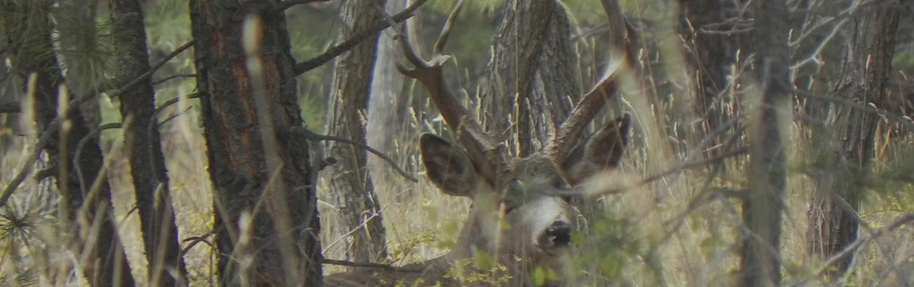 Rebuilding mule deer numbers will take time