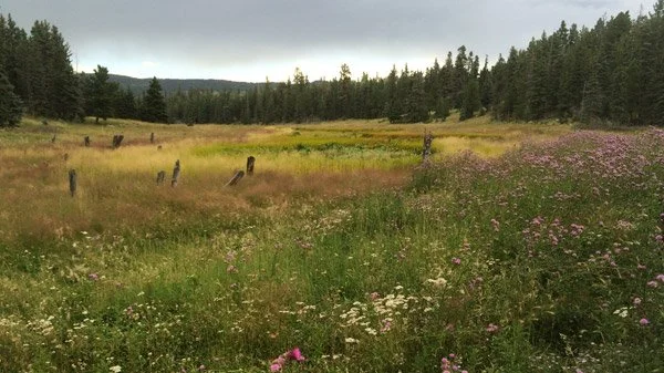 Antelope stocks fairly steady, despite drought