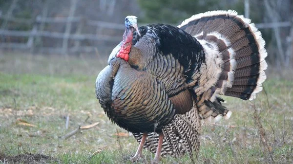 Turkey tracks getting thicker all over New Mexico