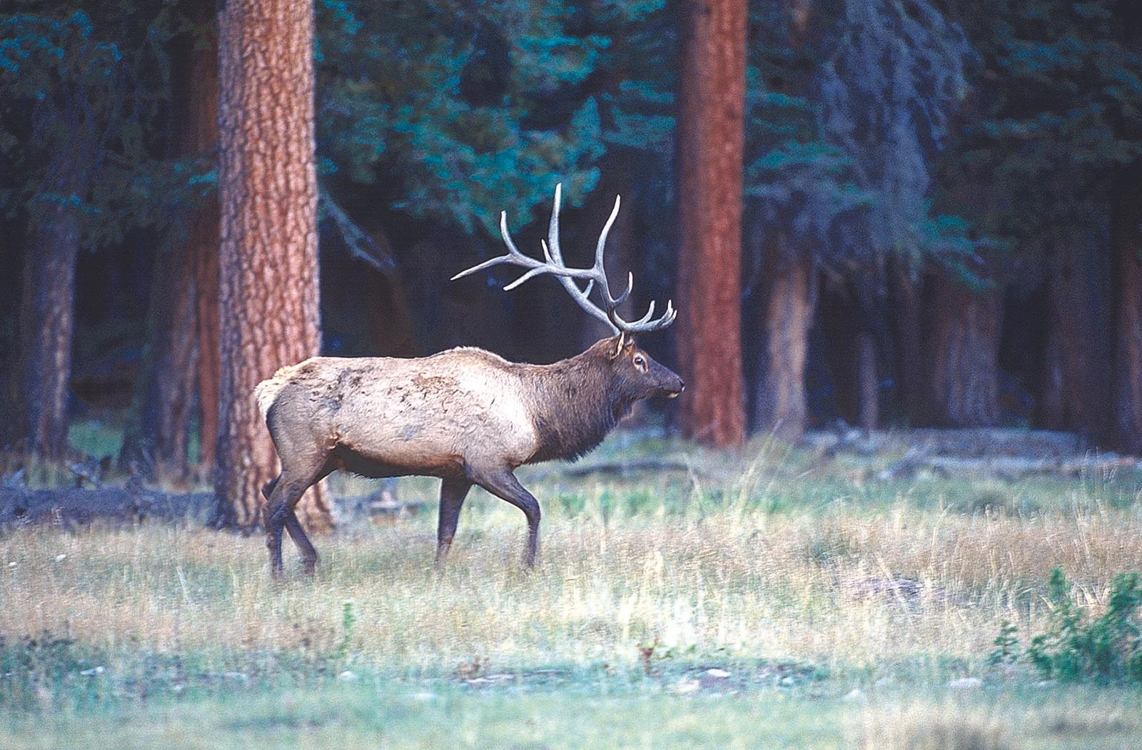 Camping in the Valles Caldera with the New Mexico Wildlife Federation