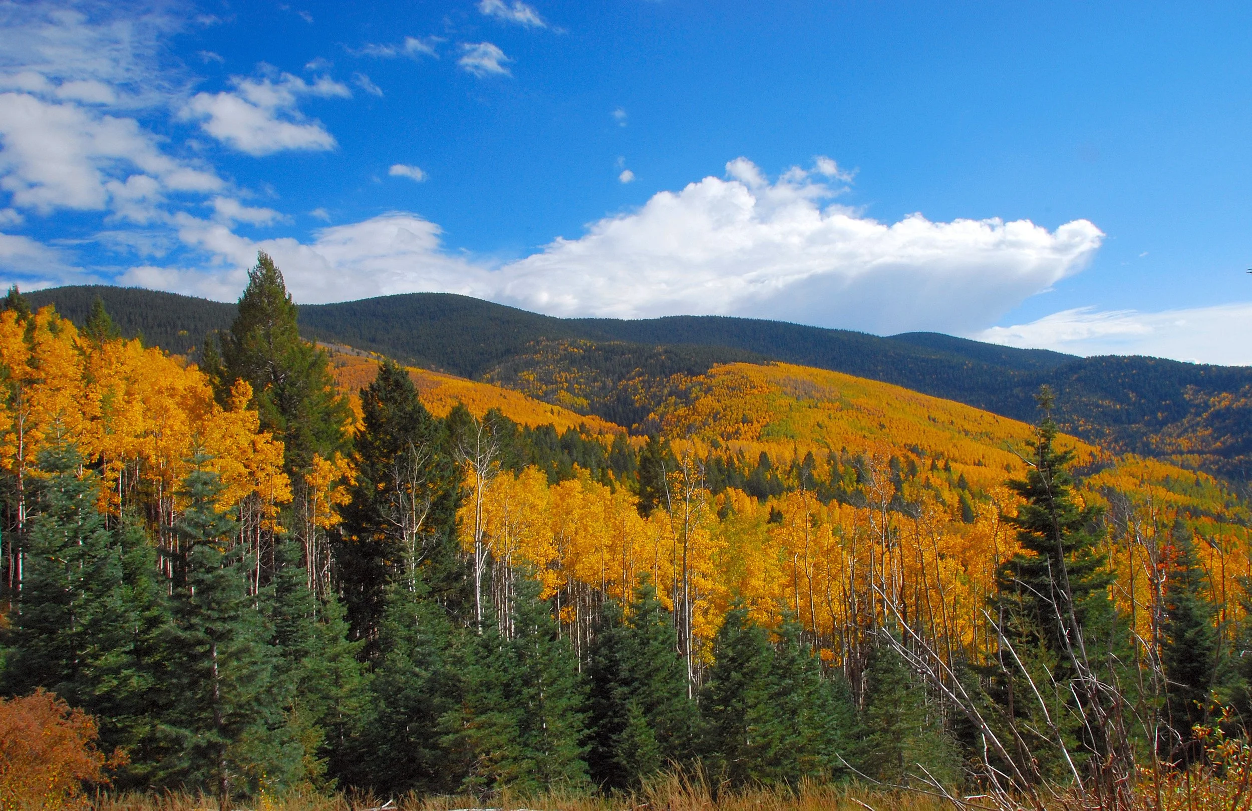 Forest Plan Revision Meetings Happening Soon!