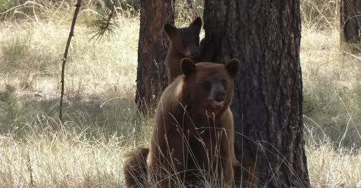 Wildlife Wednesday:Hibernation & Torpor
