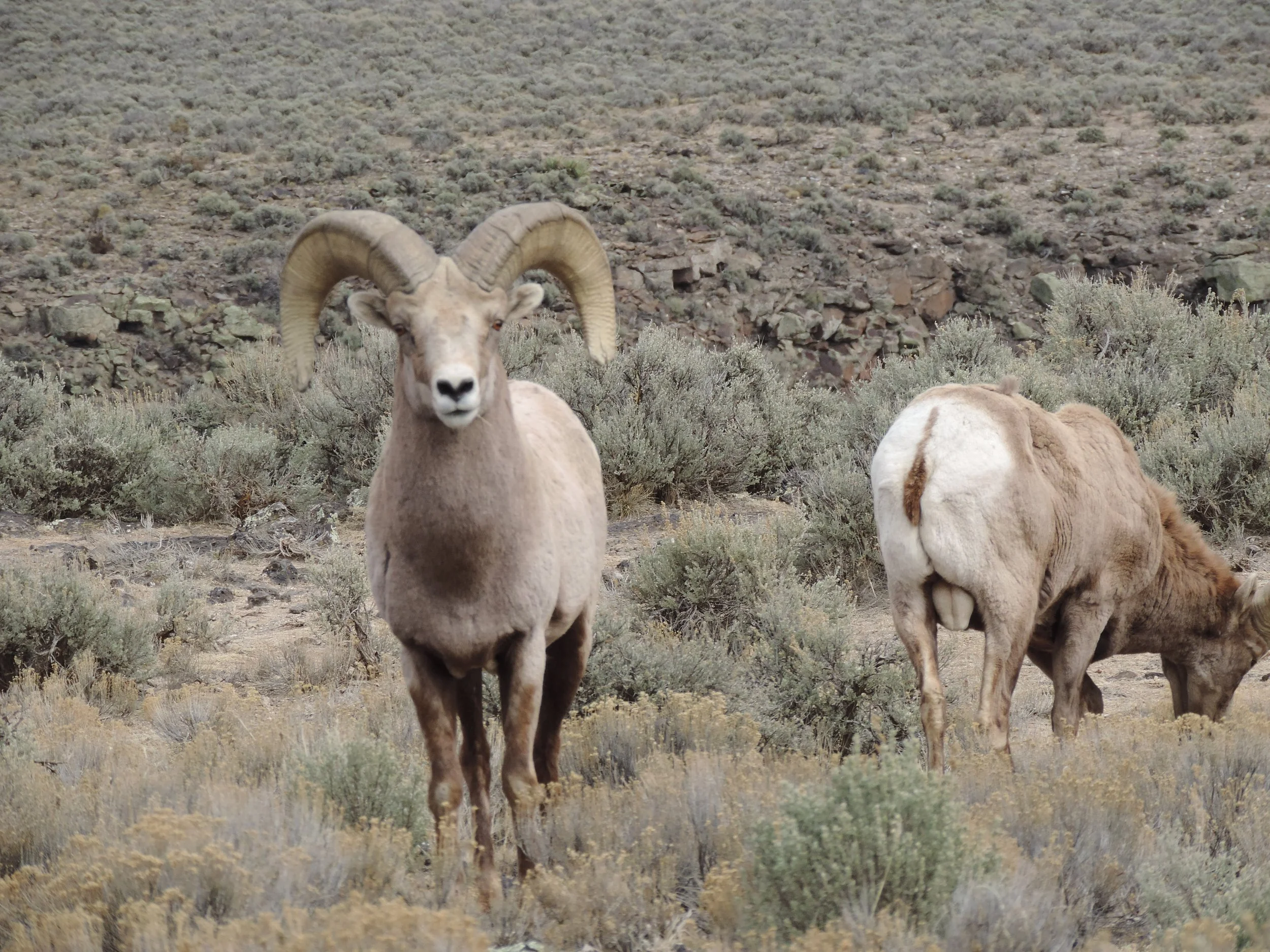 NM Lawmakers Question Legality of Outfitter Set-Aside Law