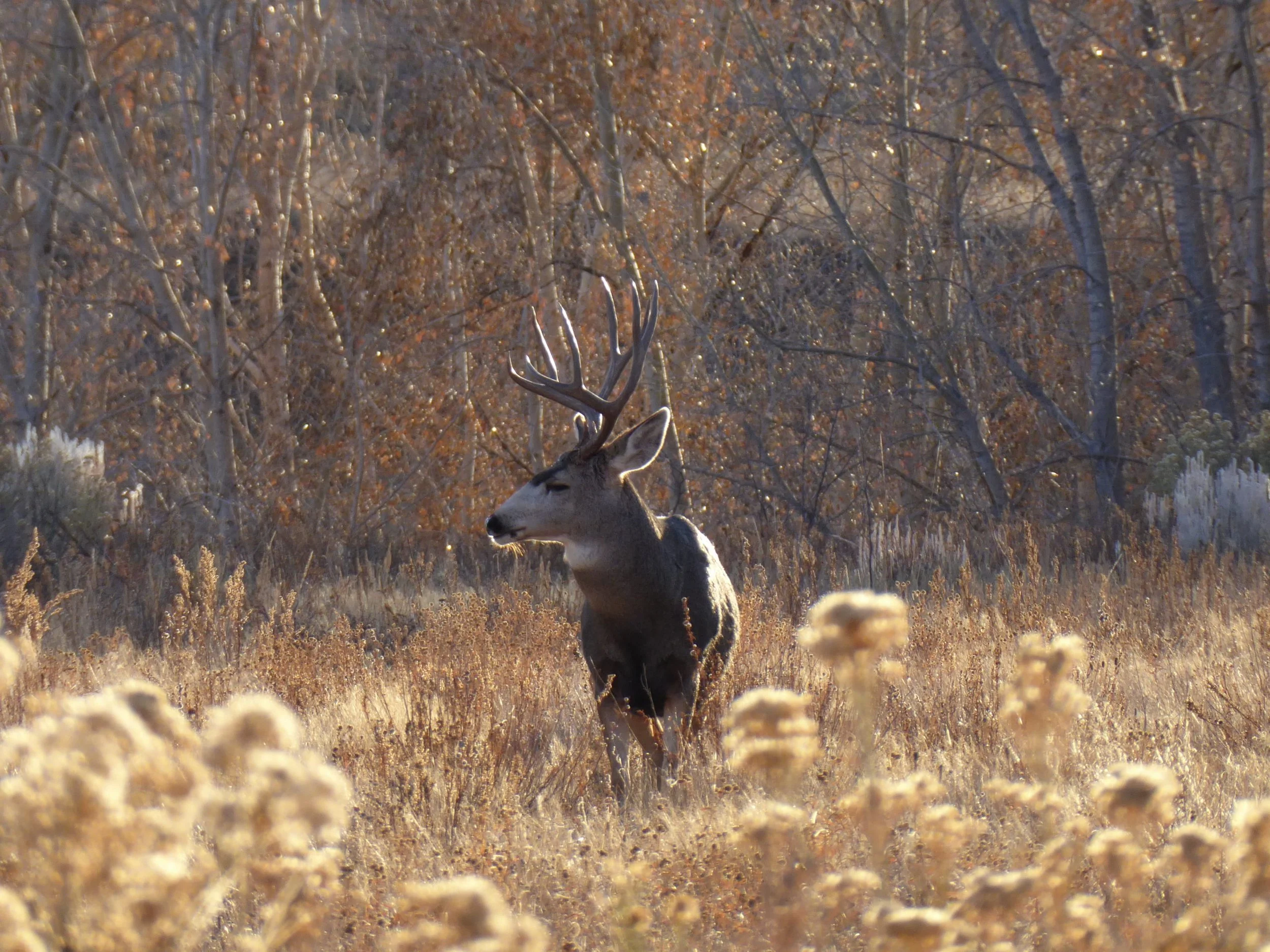 NM WIldlife Commission Sets Big-Game Rules 