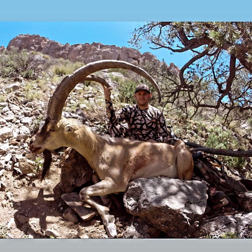 NM Game Department Will Push to reduce Ibex Tags over coming years