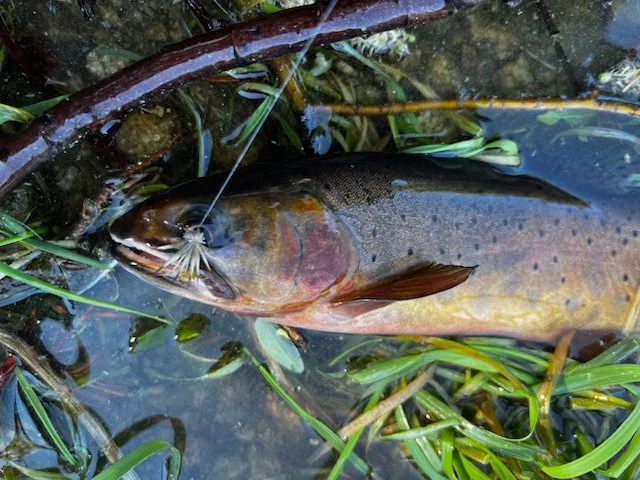 Federal Appeals Court Upholds NM Stream Access Law