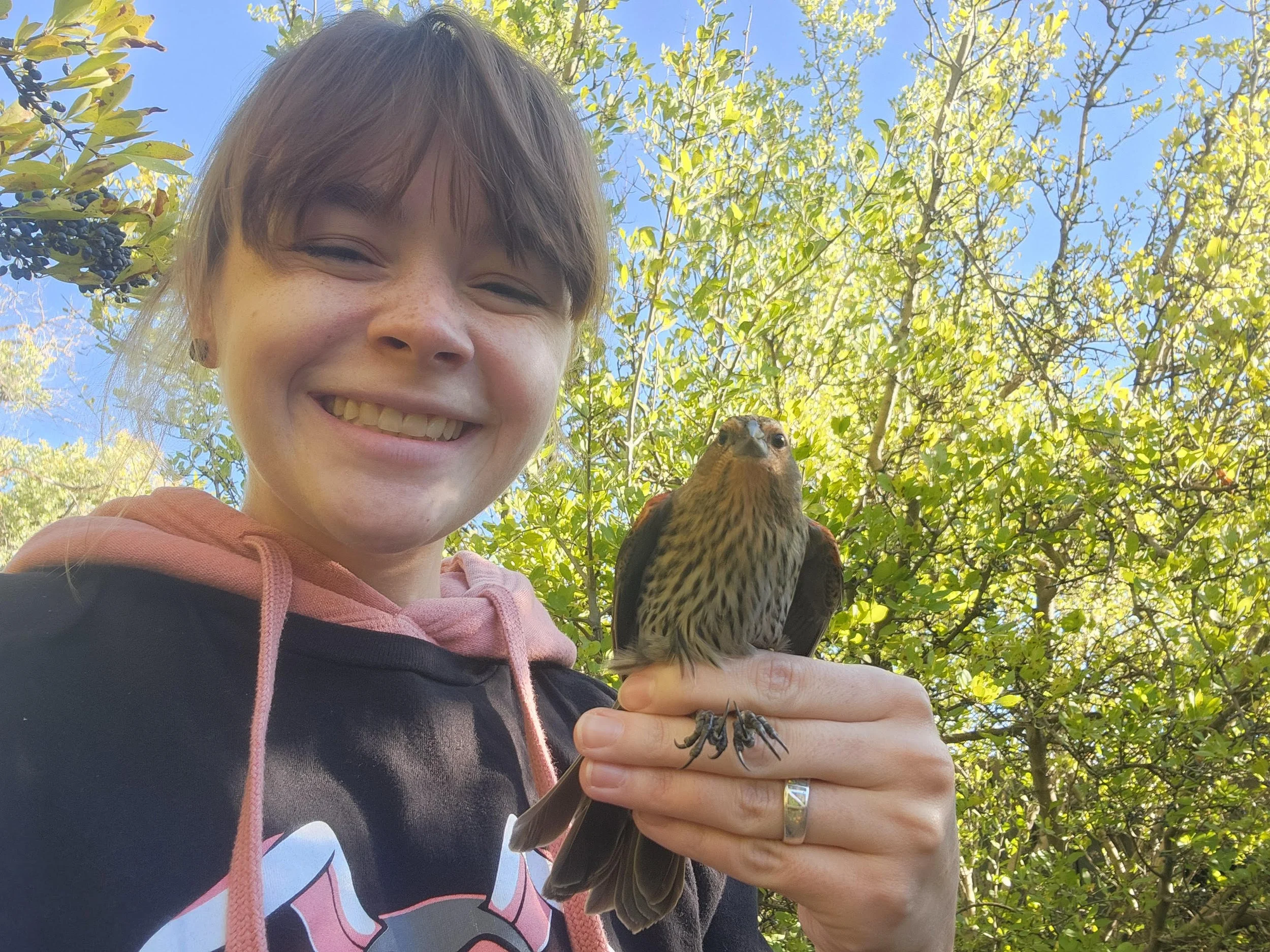 Researcher Explores Habits of Female Red-Winged Blackbirds