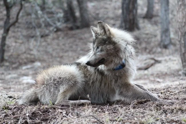 Mexican Wolf To Face Reduced Federal protections as population Continues to Climb
