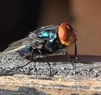 State Veterinarian To Discuss New World Screwworm Outbreak and Response 
