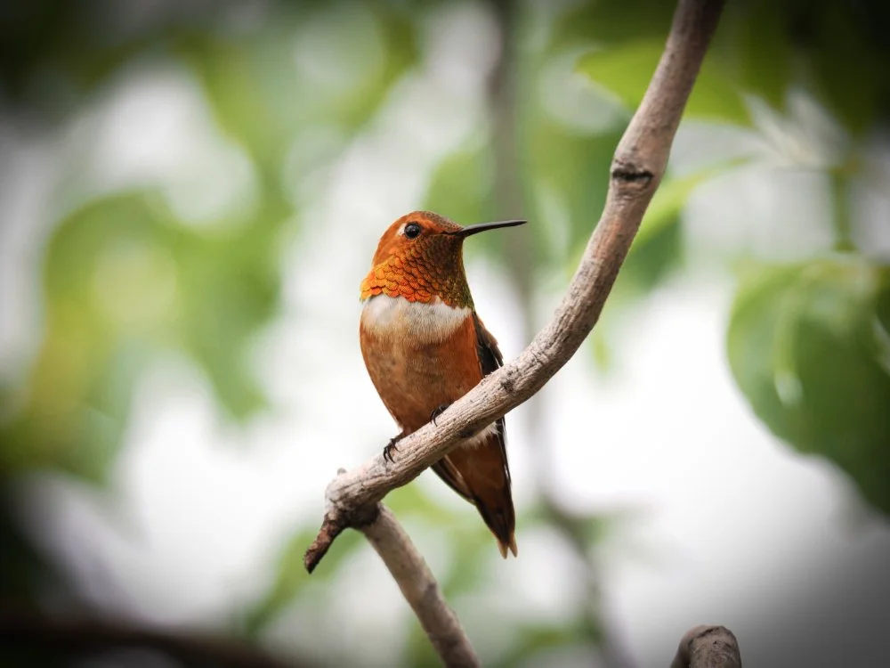 Wildlife Wednesday Free Event, Sept. 9: Hummingbird Mysteries -- Solved and Unsolved