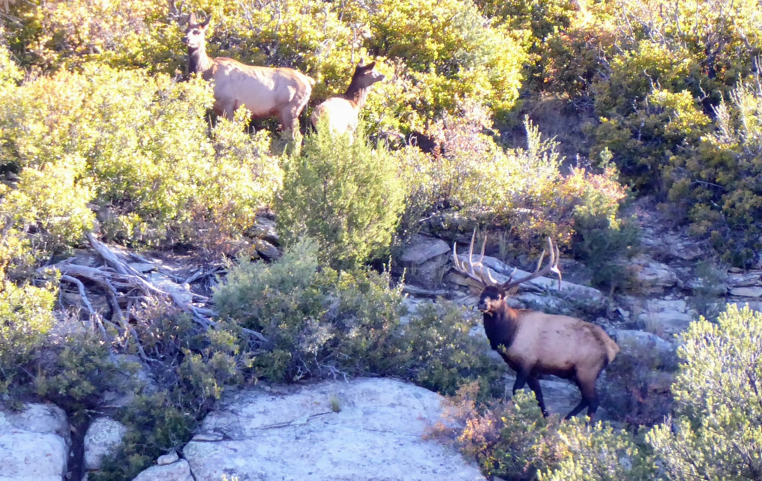 Catron County Rancher Upset With Lack of Permits Shoots Elk On Sight 