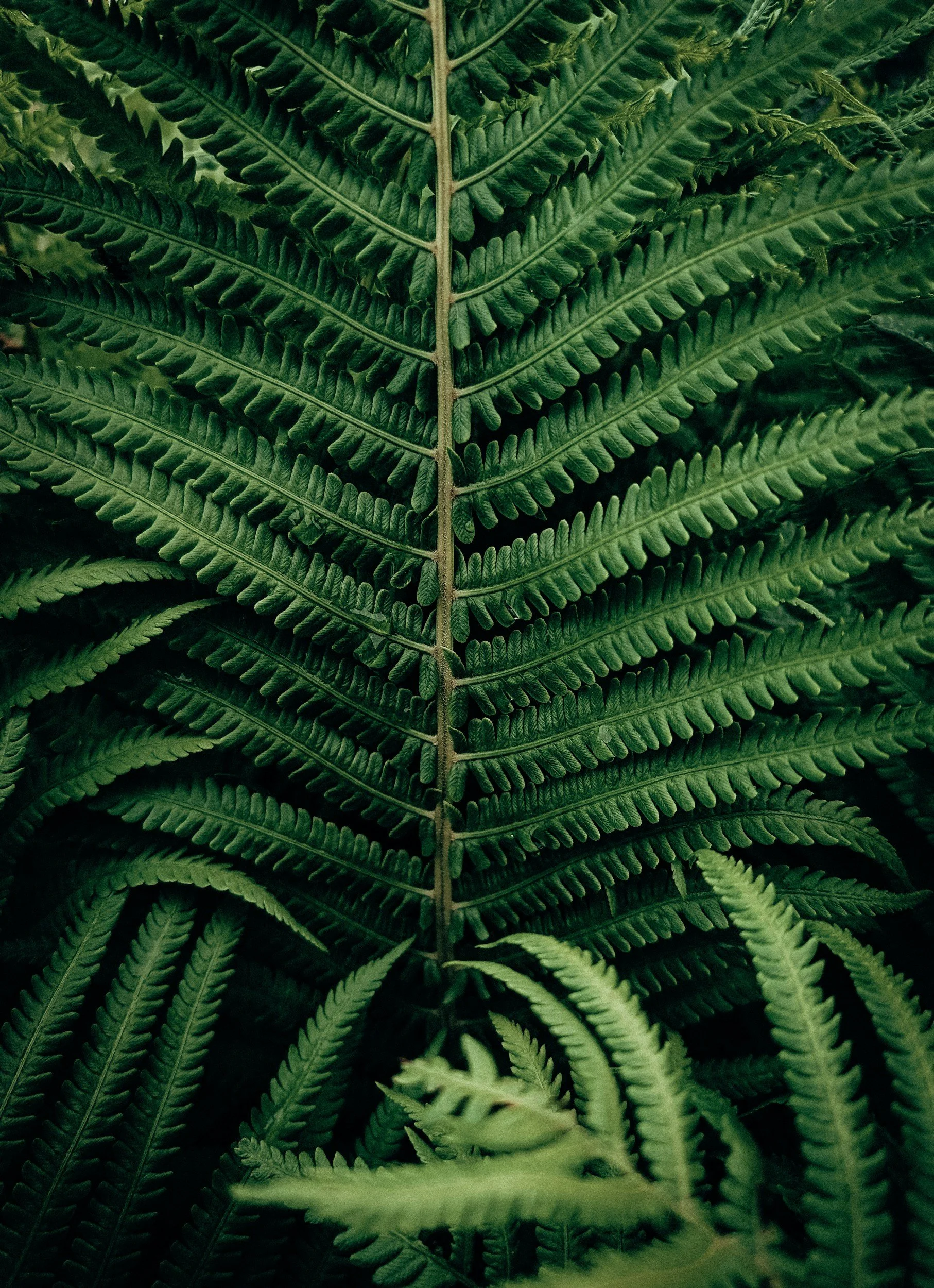 Close-up of green fern leaves in a dense pattern.
