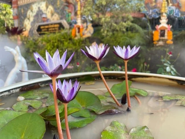 Natural Awareness Online Course