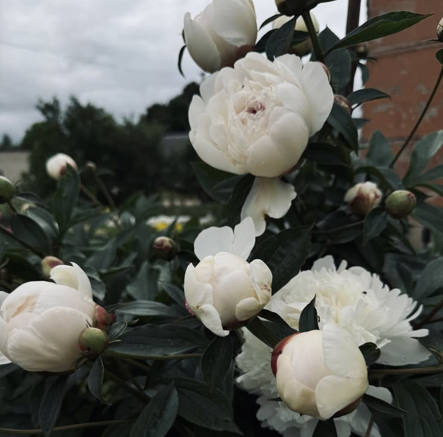 White peony, the physician of the gods
