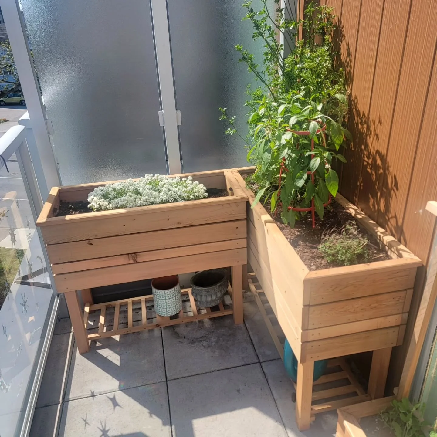 Cedar garden boxes and one small planter for the Peas. Apartment farming.