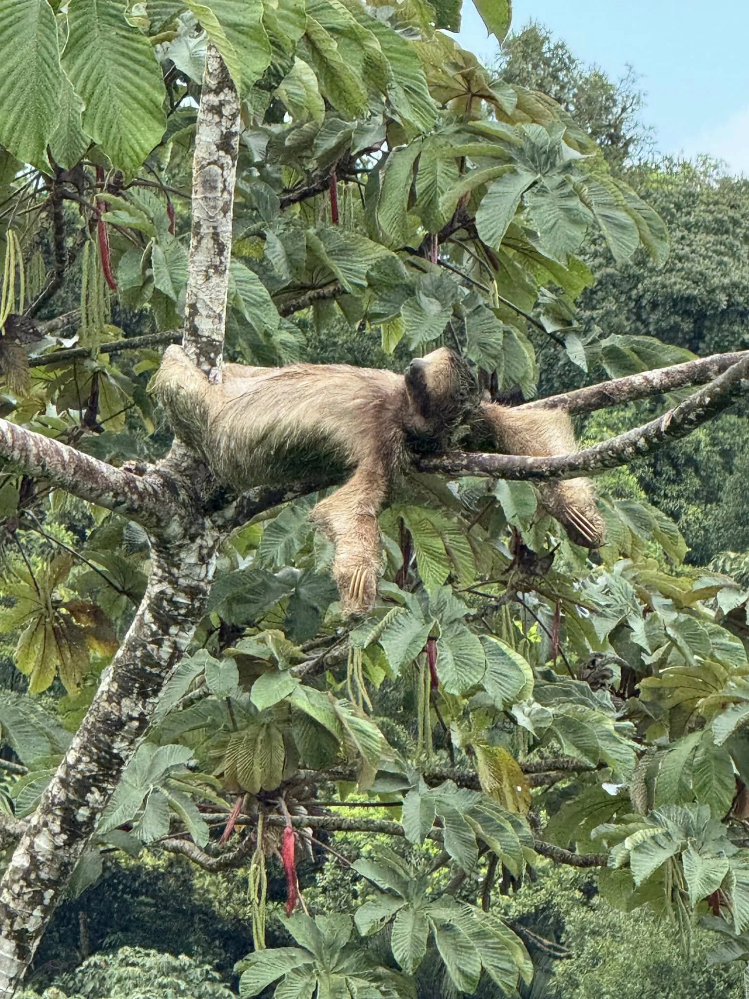 Finca sloth.jpg