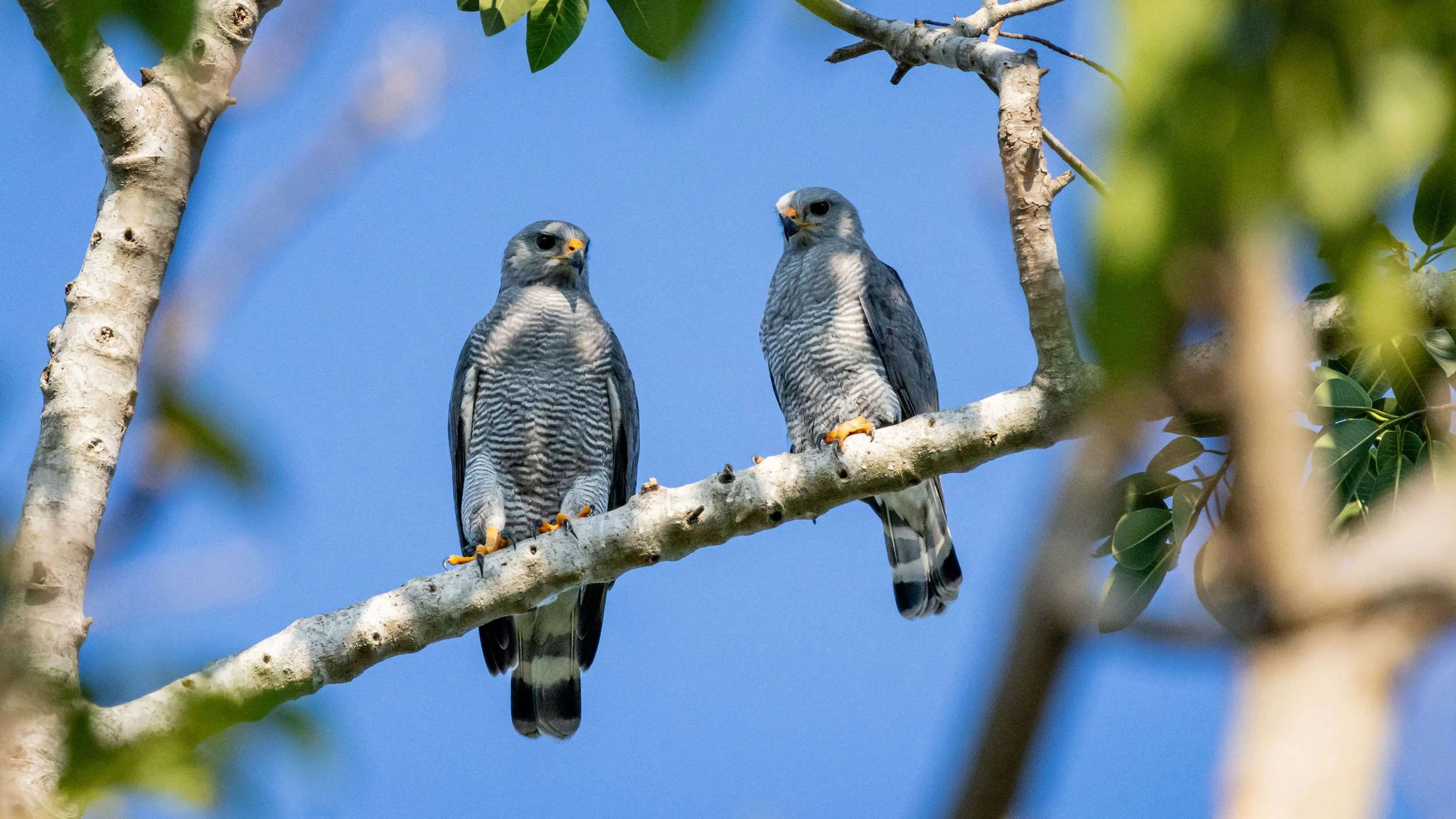 Gray Hawk (couple). 2026 Comala, COL, Mexico