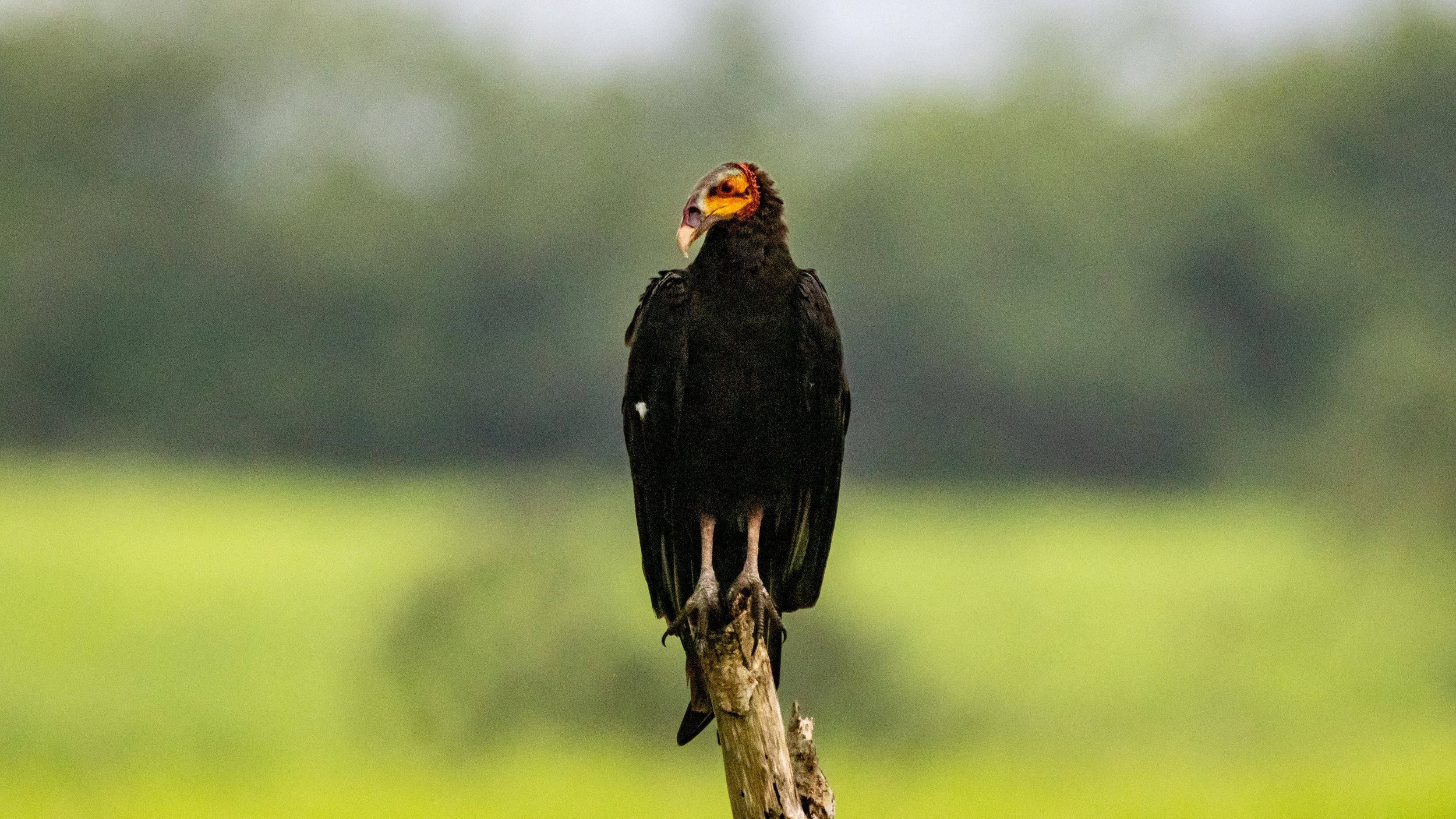 PA_Paulo_Goa_Aves_Tanara-10.jpg