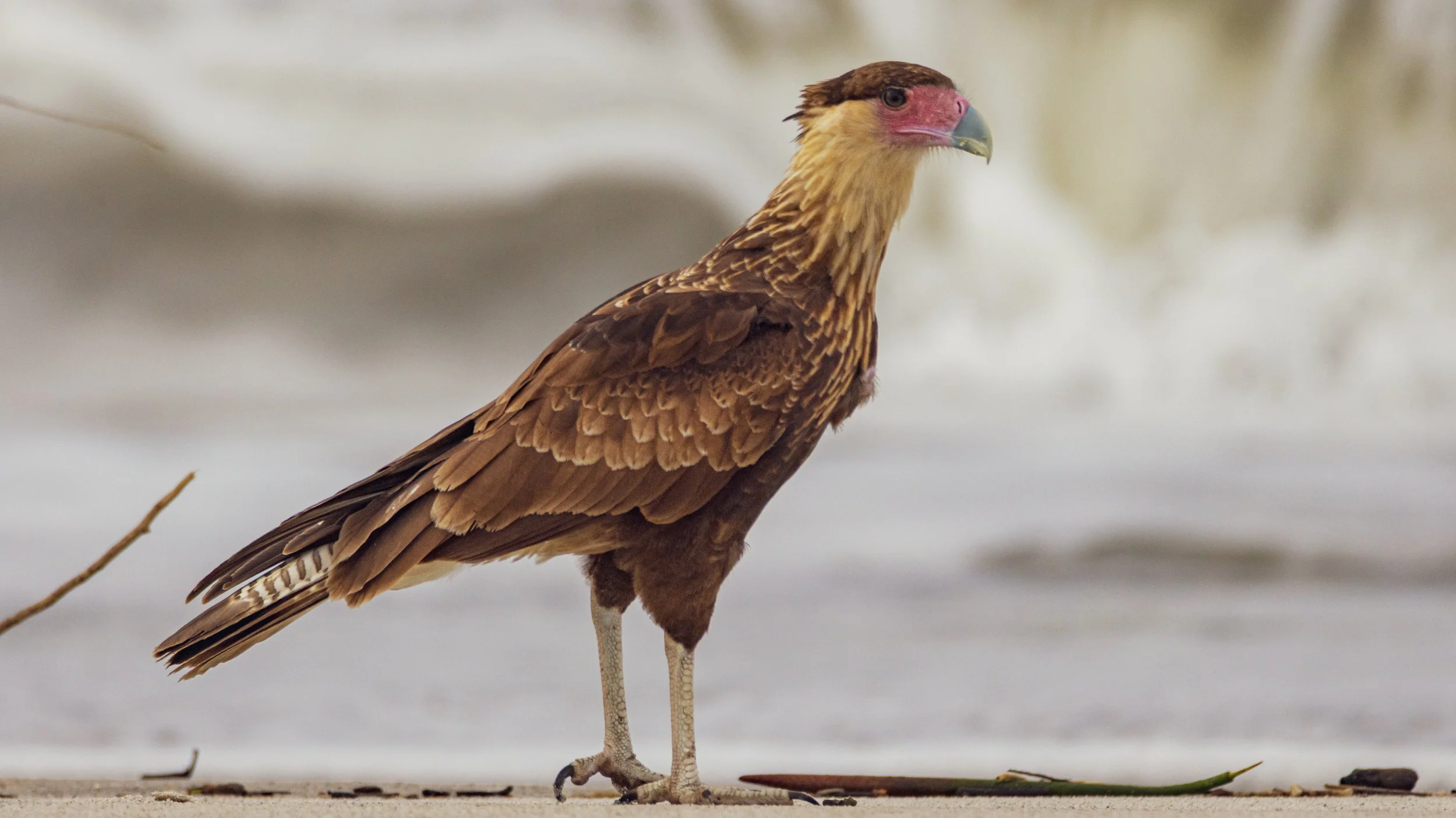 PA_Paulo_Goa_Caracara-3.jpg