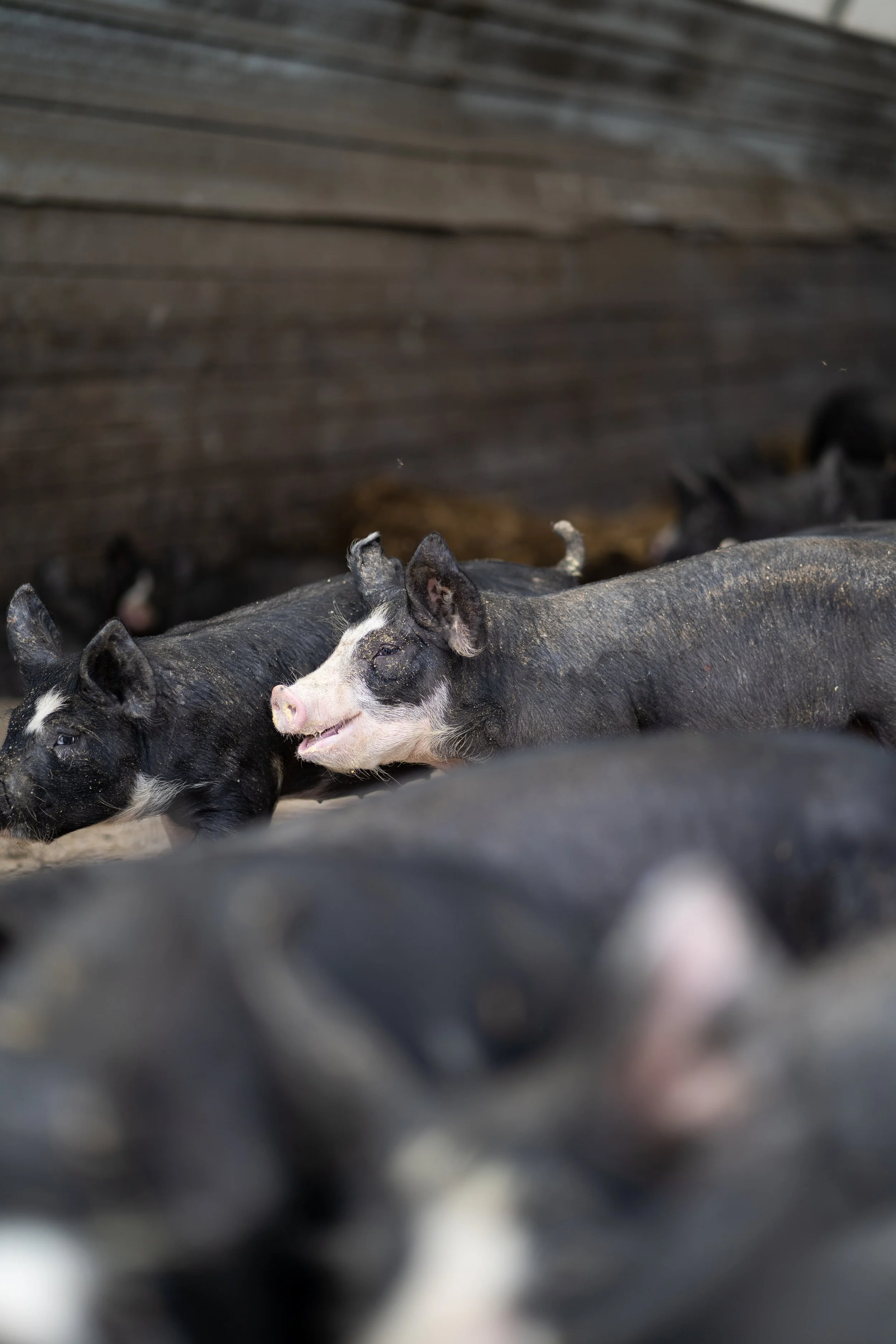 BWF1PIG (8 of 10).jpg