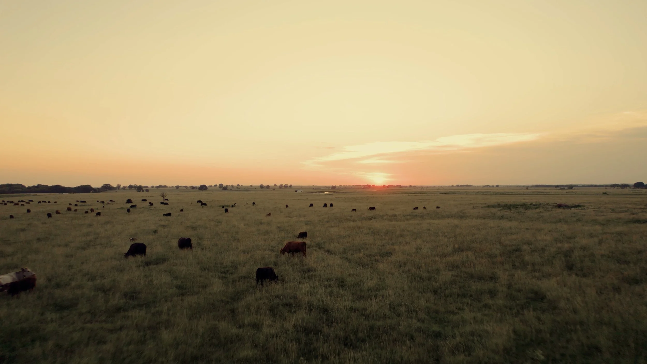 All MLP Work.03_36_38_05.Still006.jpg