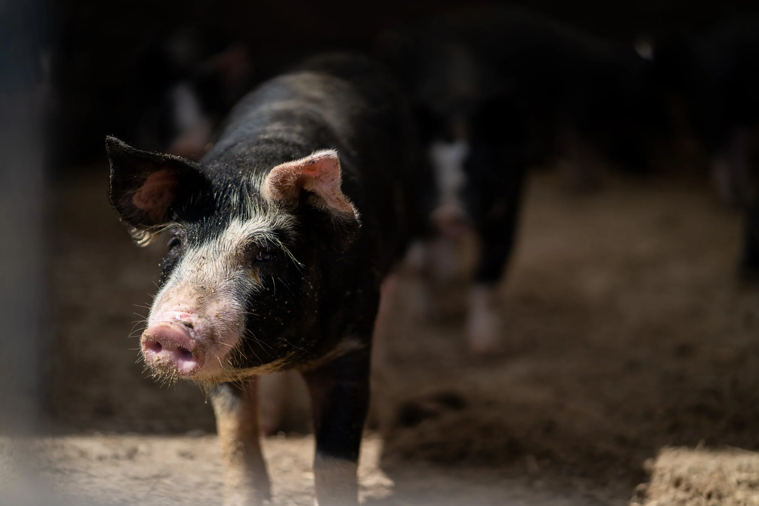 BWF1PIG (2 of 10).jpg