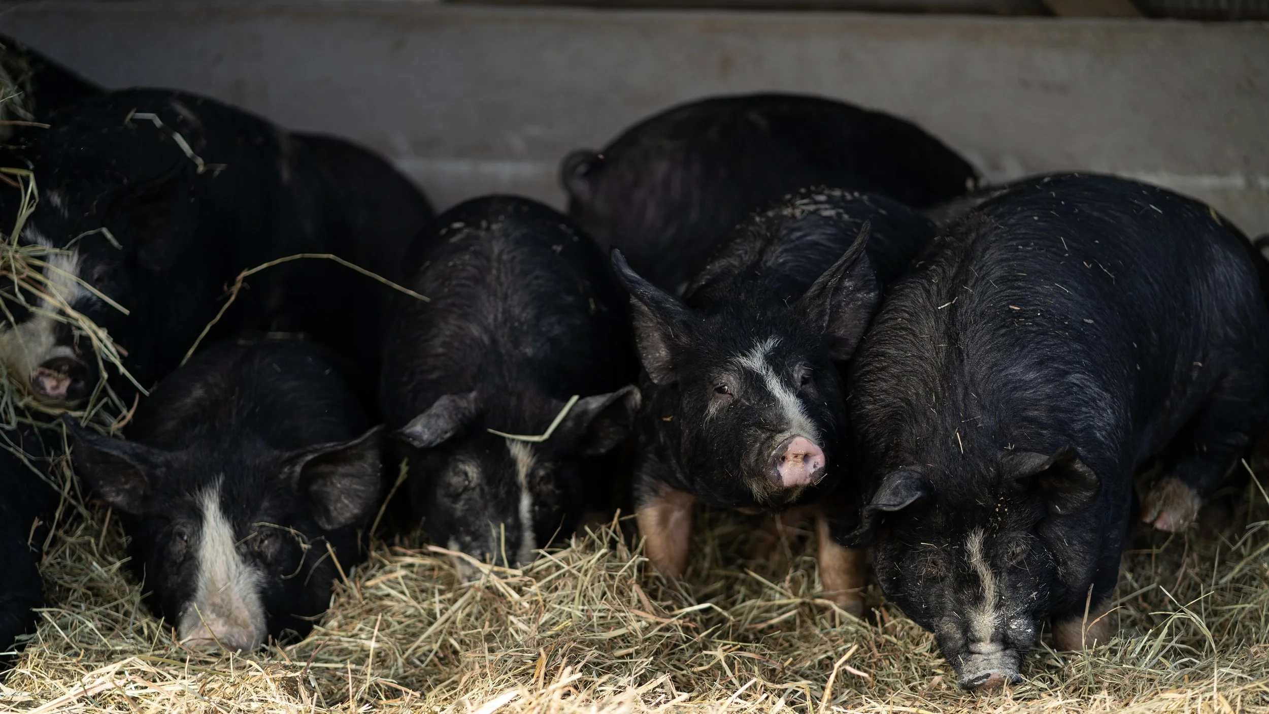 BWFpigs (6 of 13).jpg