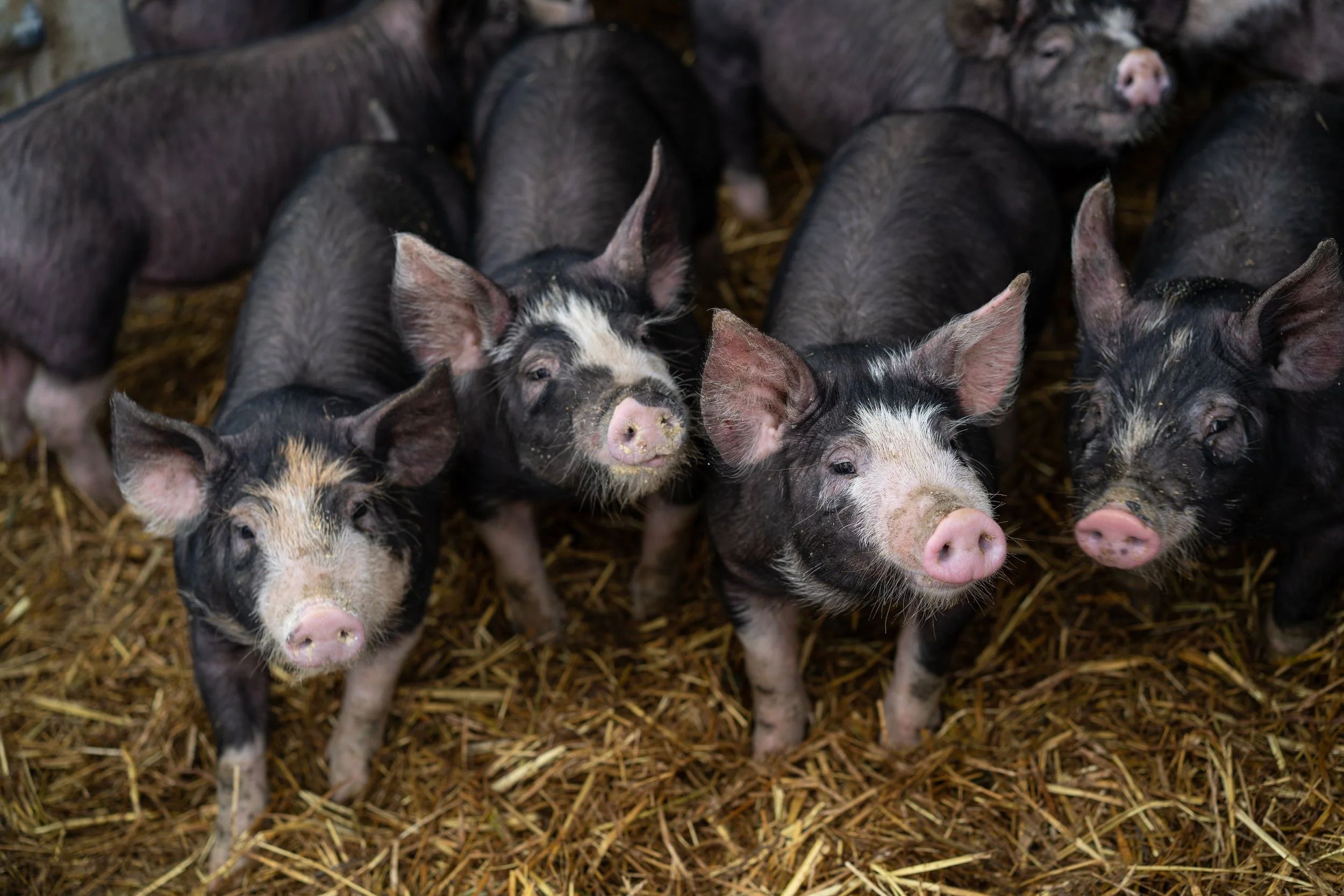 BWF5Pigs (2 of 8).jpg