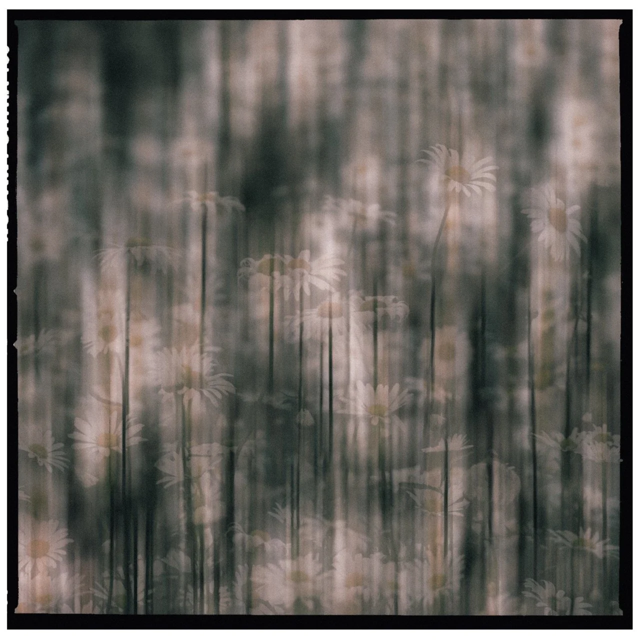 white boader Large.jpeg