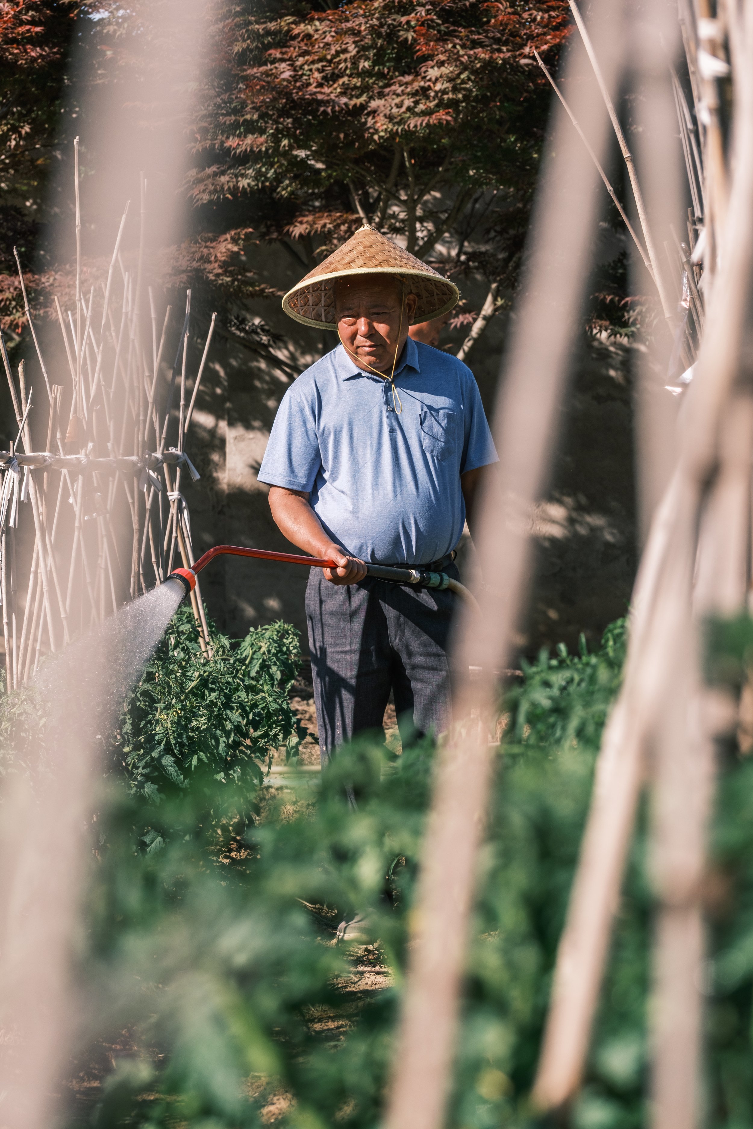 An older man wearing a traditional conical Asian hat and a blue shirt watering tomato plants in a garden.