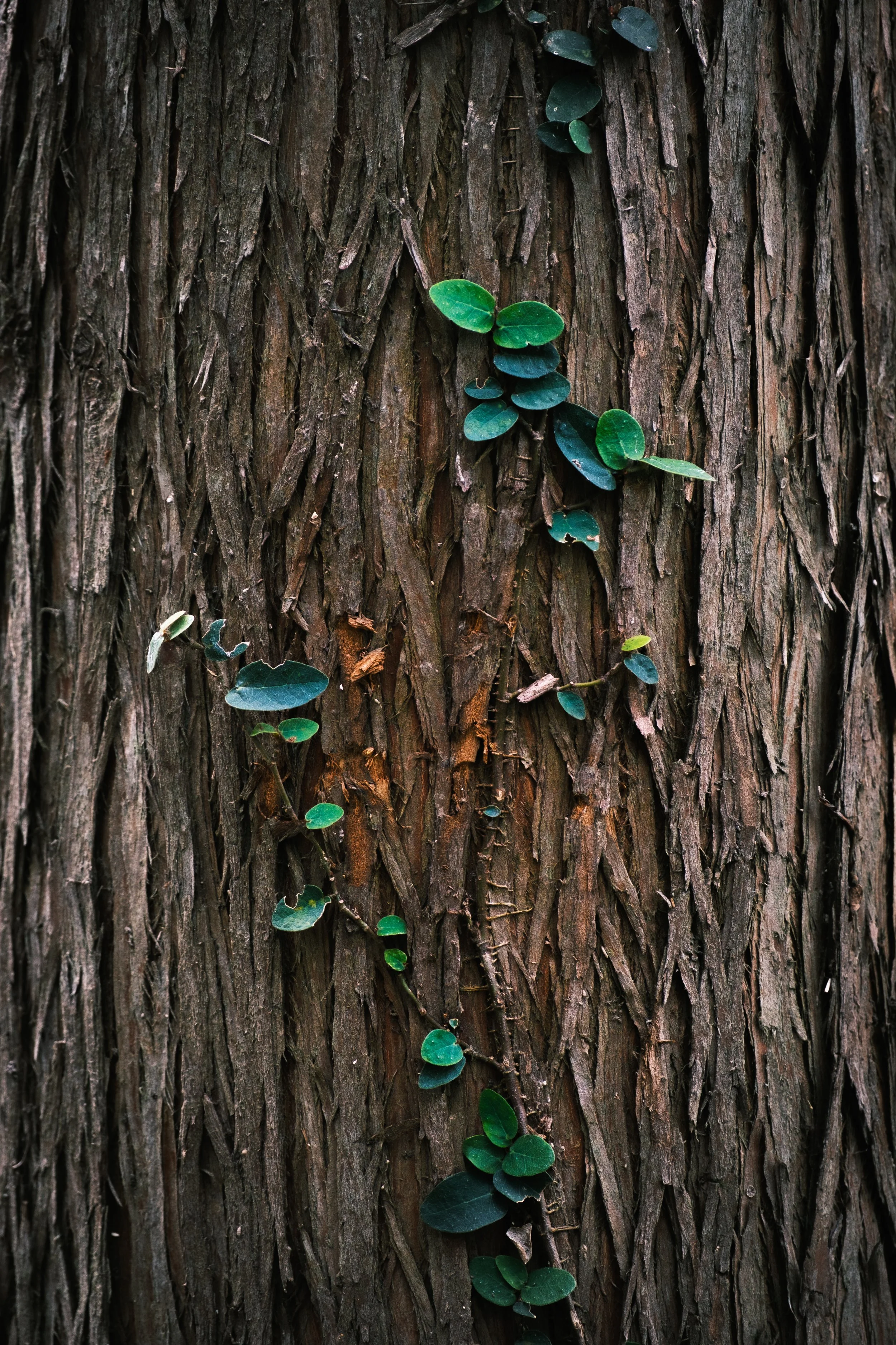 Close-up of tree bark with green ivy leaves growing on it.