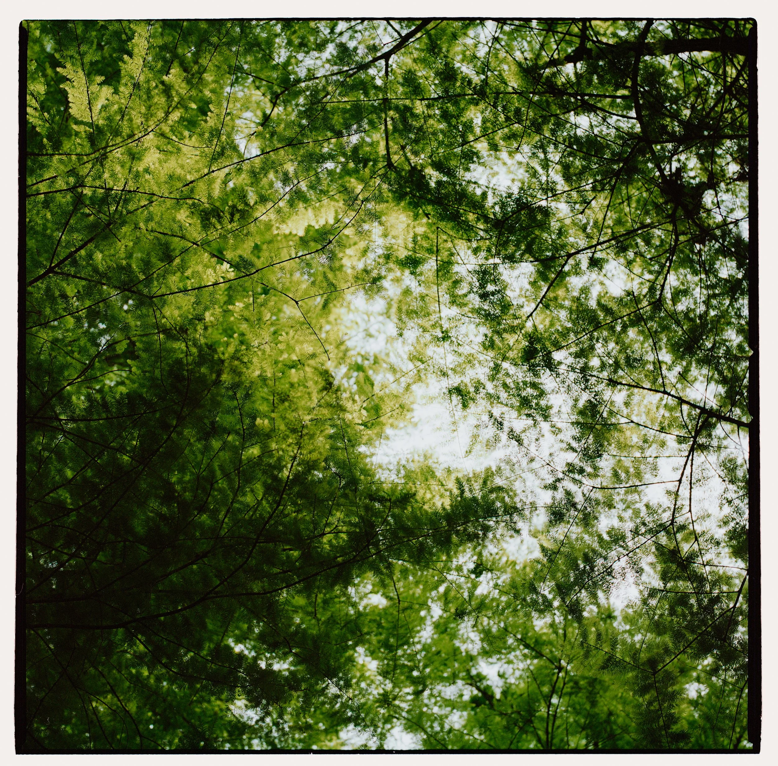 View of green tree canopy from below, with sunlight filtering through the leaves.