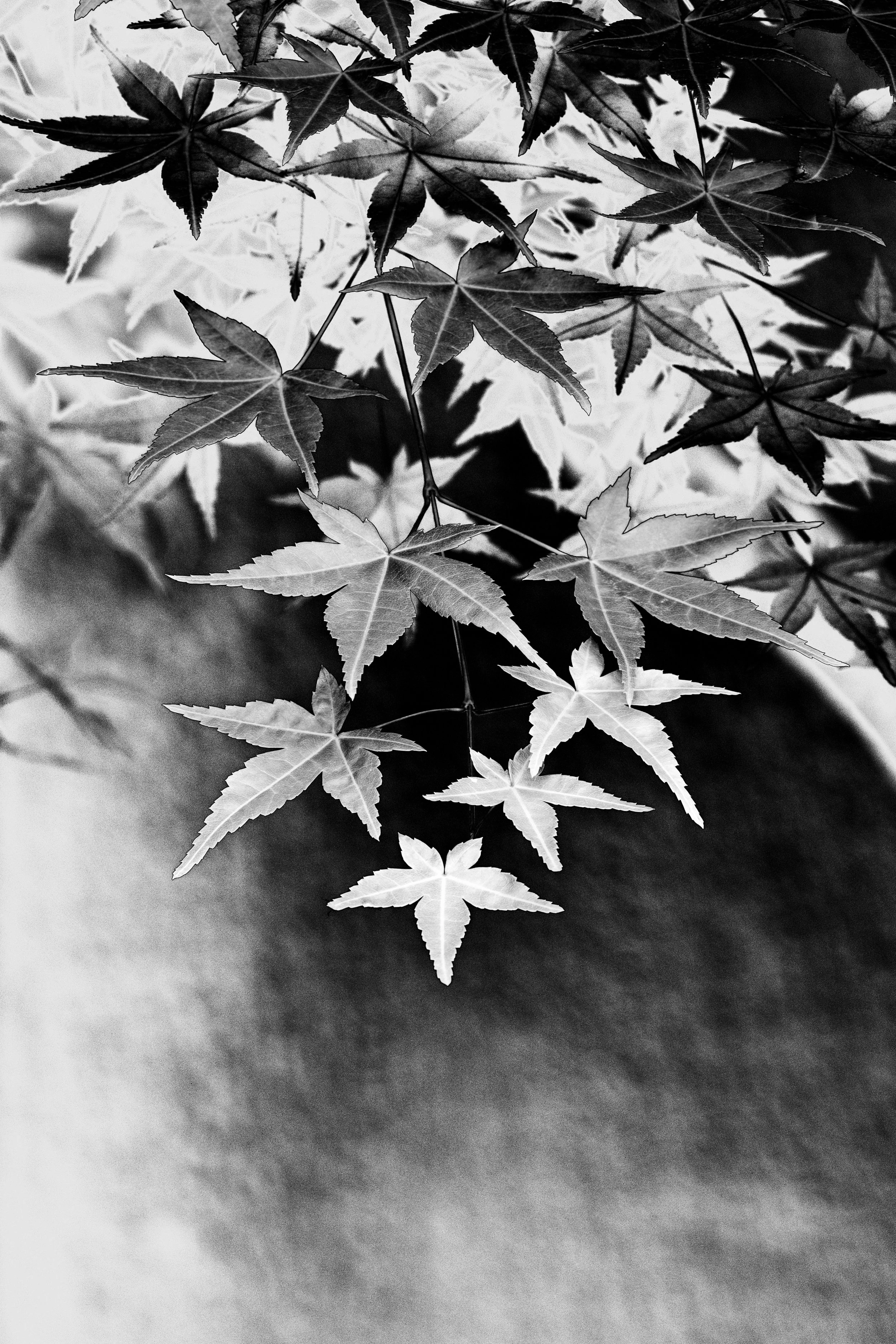 Black and white close-up of layered Japanese maple leaves.