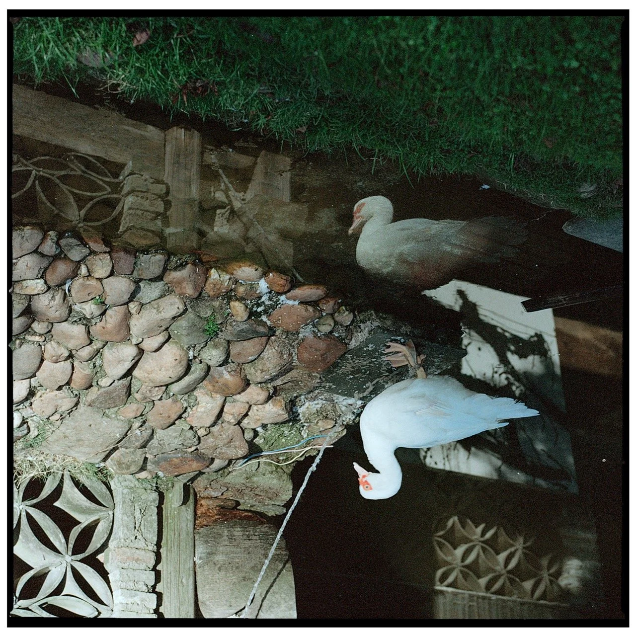 white boader copy Large.jpeg