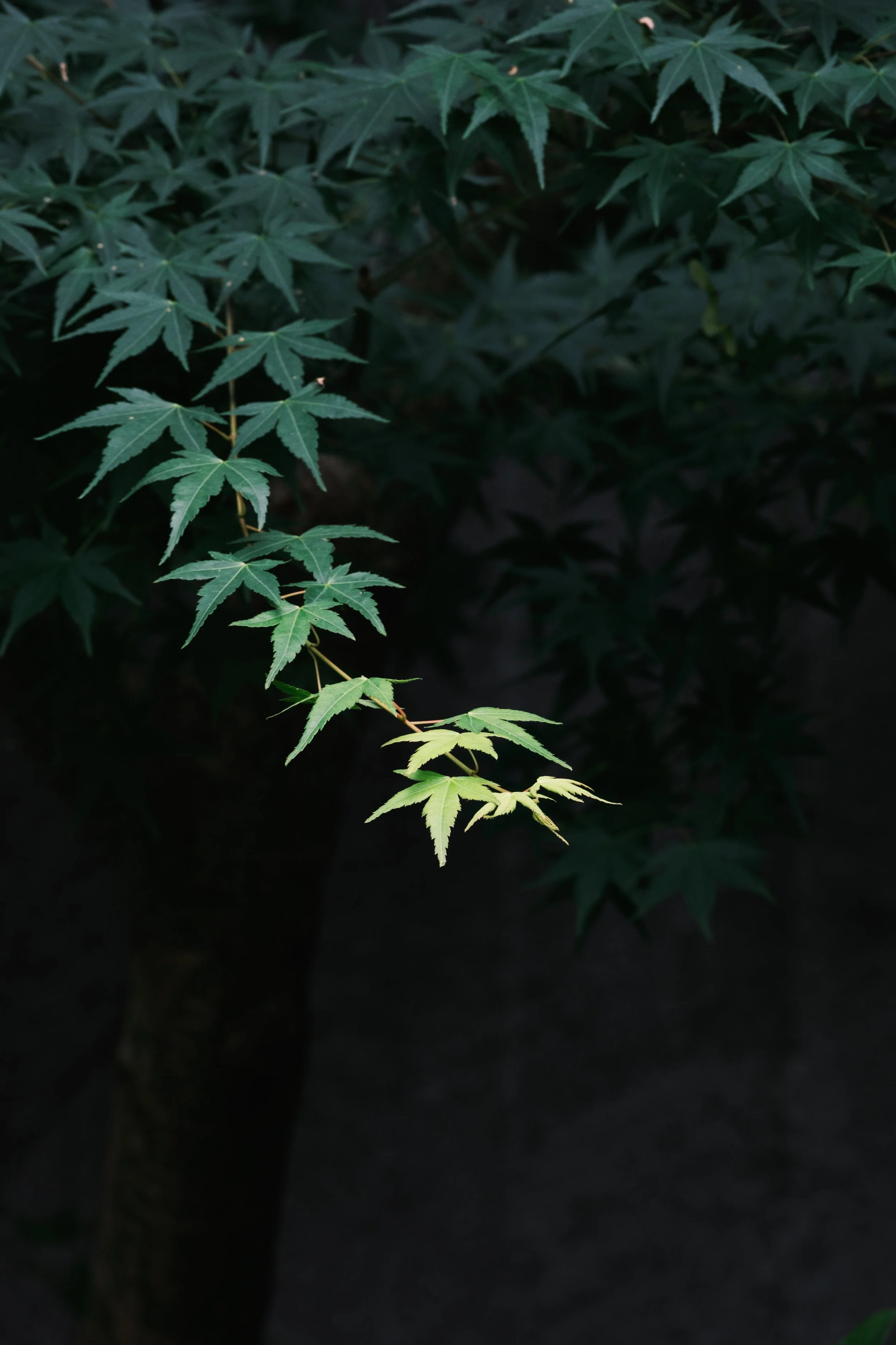 Close-up of green maple leaves on a tree.