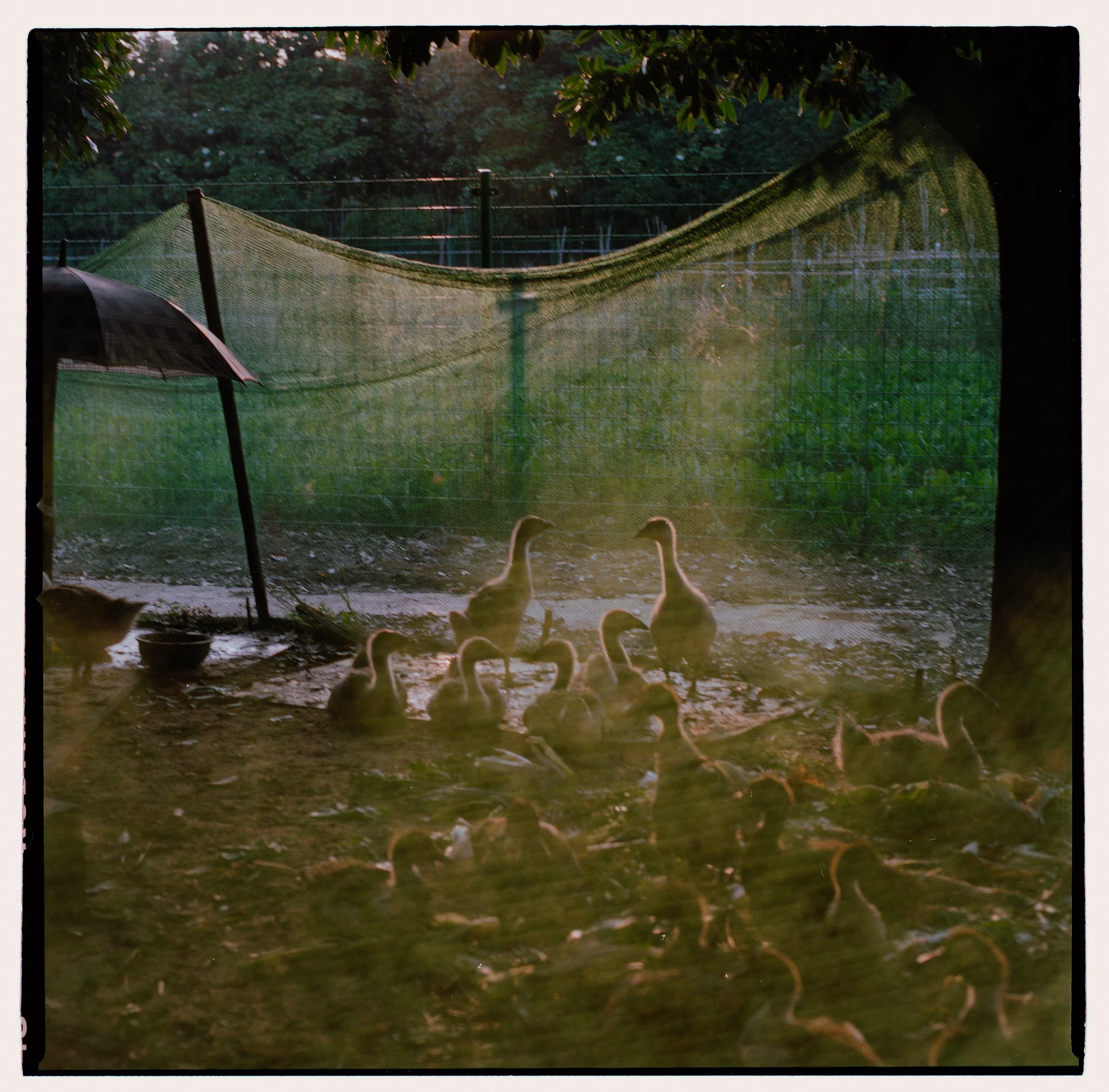 A group of ducklings and adult ducks outside at sunset, seen through a glass window, with a green wire fence and trees in the background.