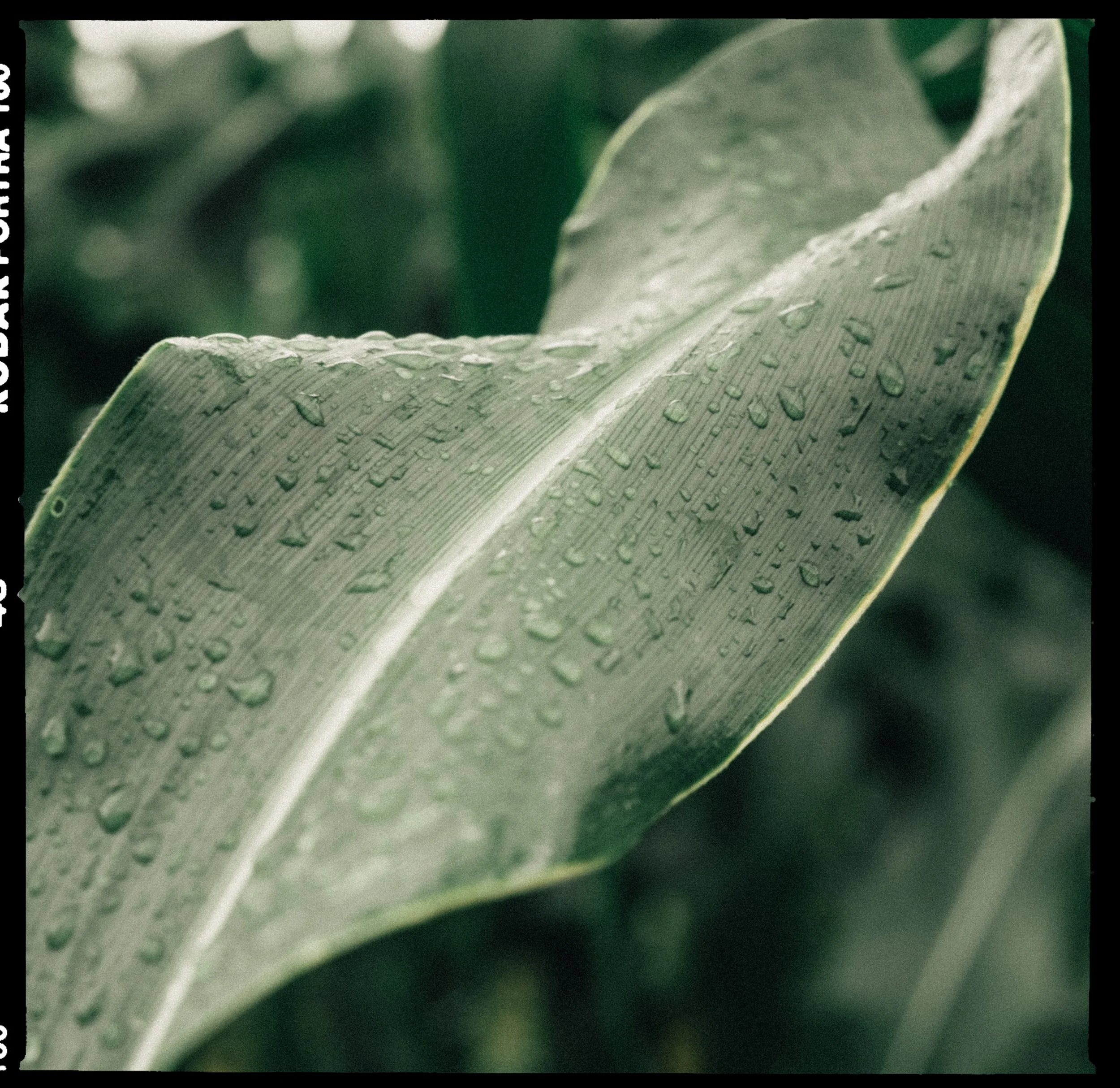 HeR_10_PersonalProject_Term4 copy.jpg