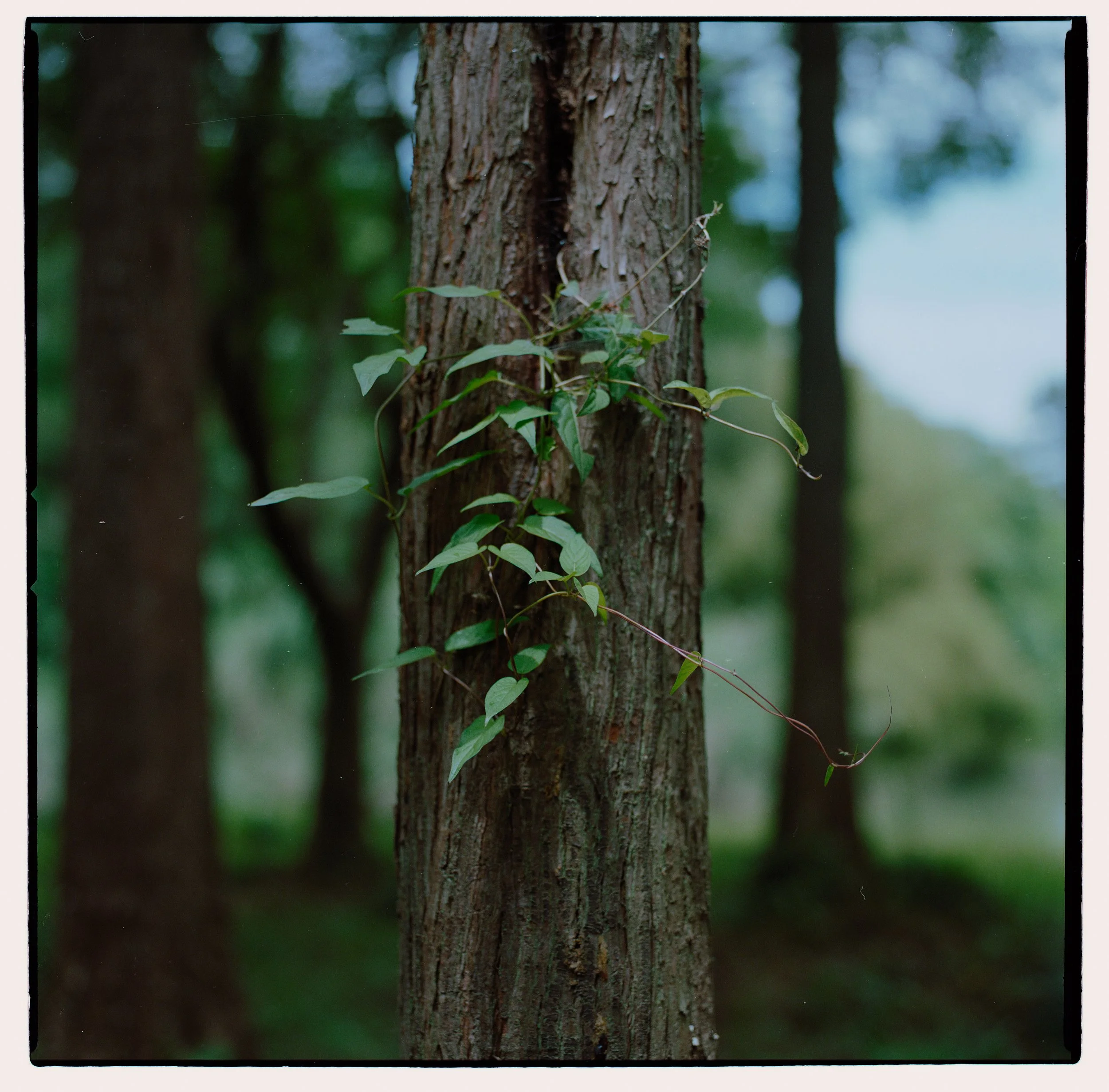 Close-up of a tree trunk with green vines growing on it, in a forest setting with blurred trees in the background.