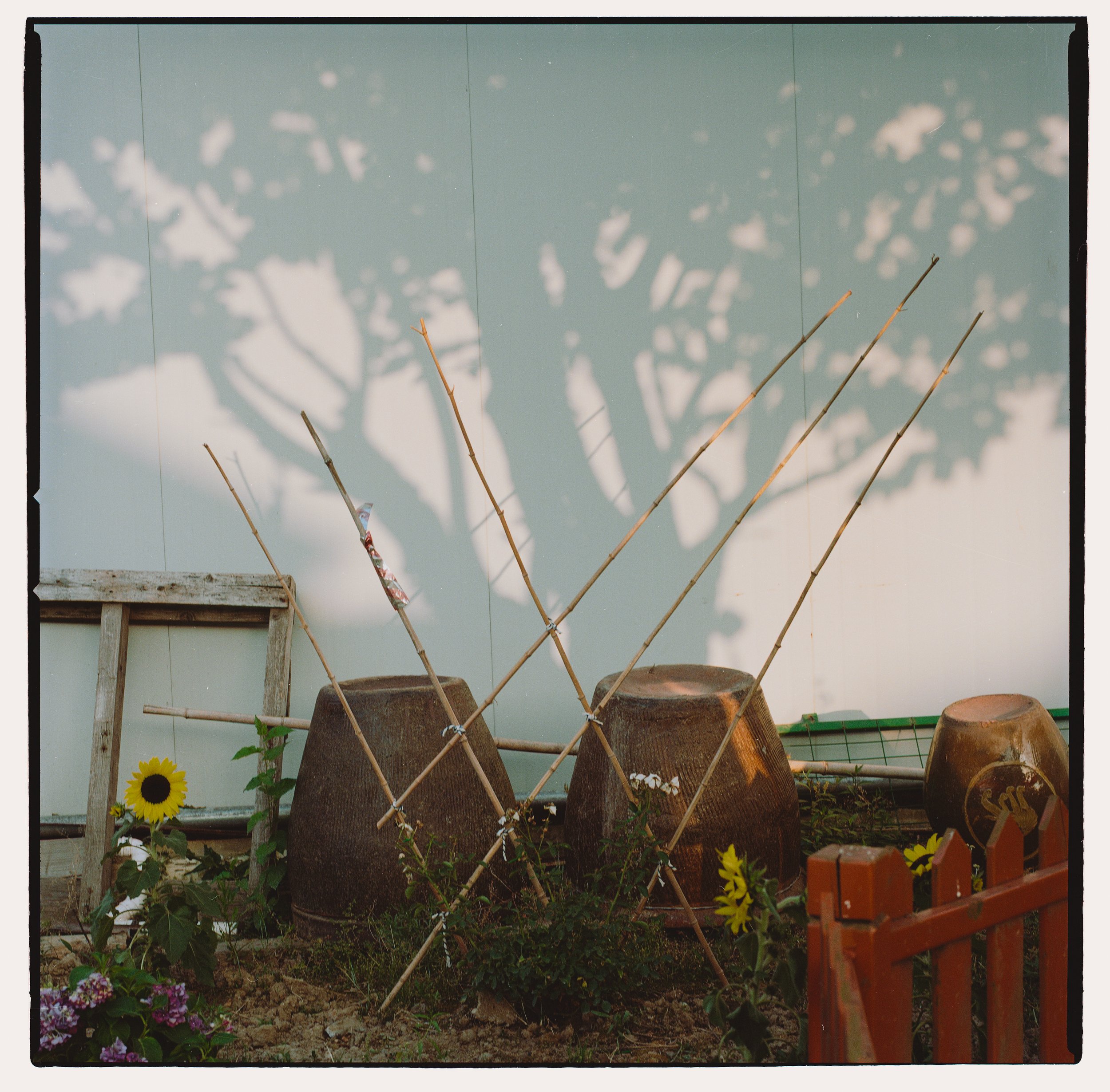 Garden scene with three large clay pots, wooden stakes forming a teepee structure, sunflowers, purple flowers, a wooden frame, and a red fence, with a shadow of a tree on a white wall in the background.