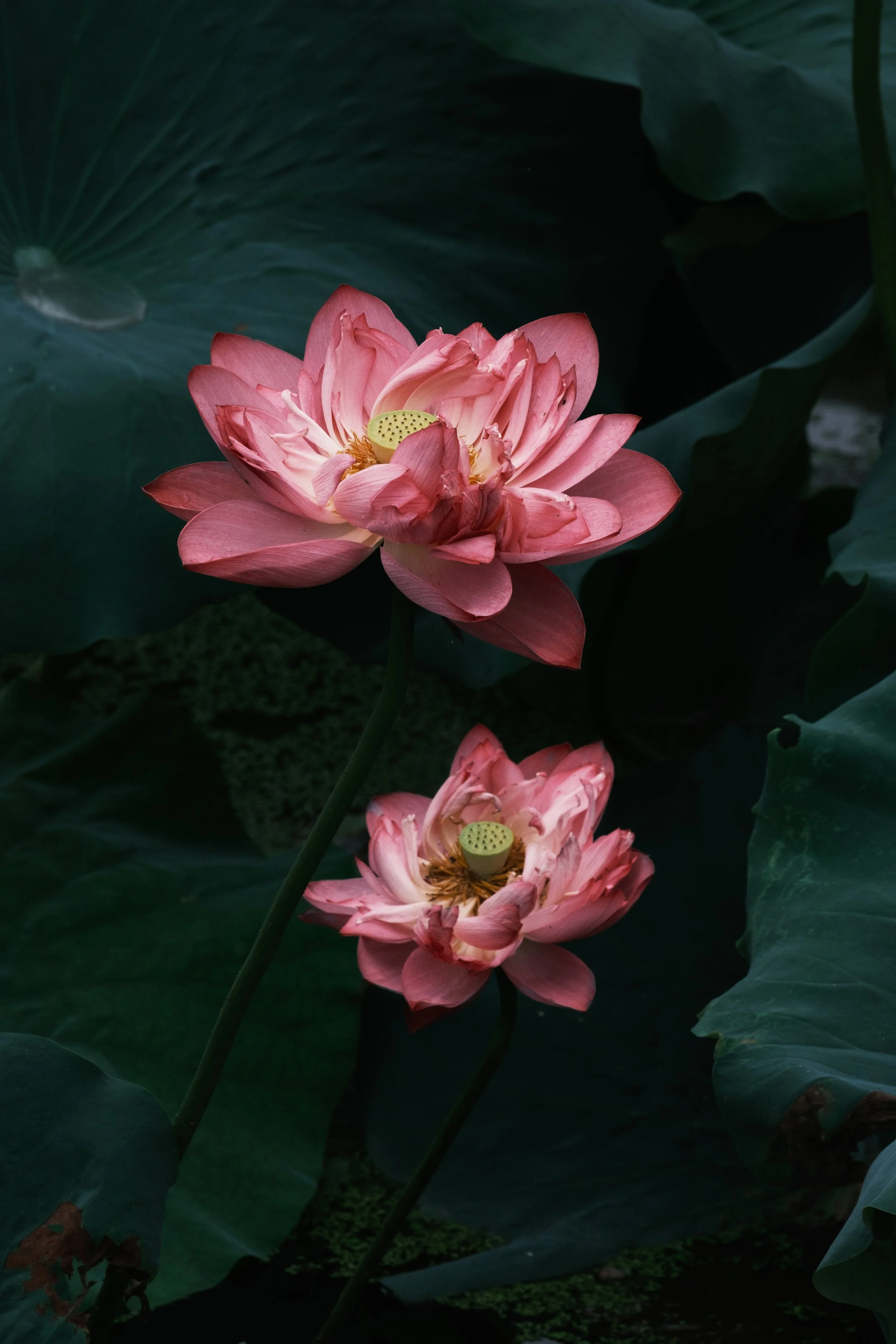 Two pink lotus flowers with seed pods in the center, surrounded by large green leaves.