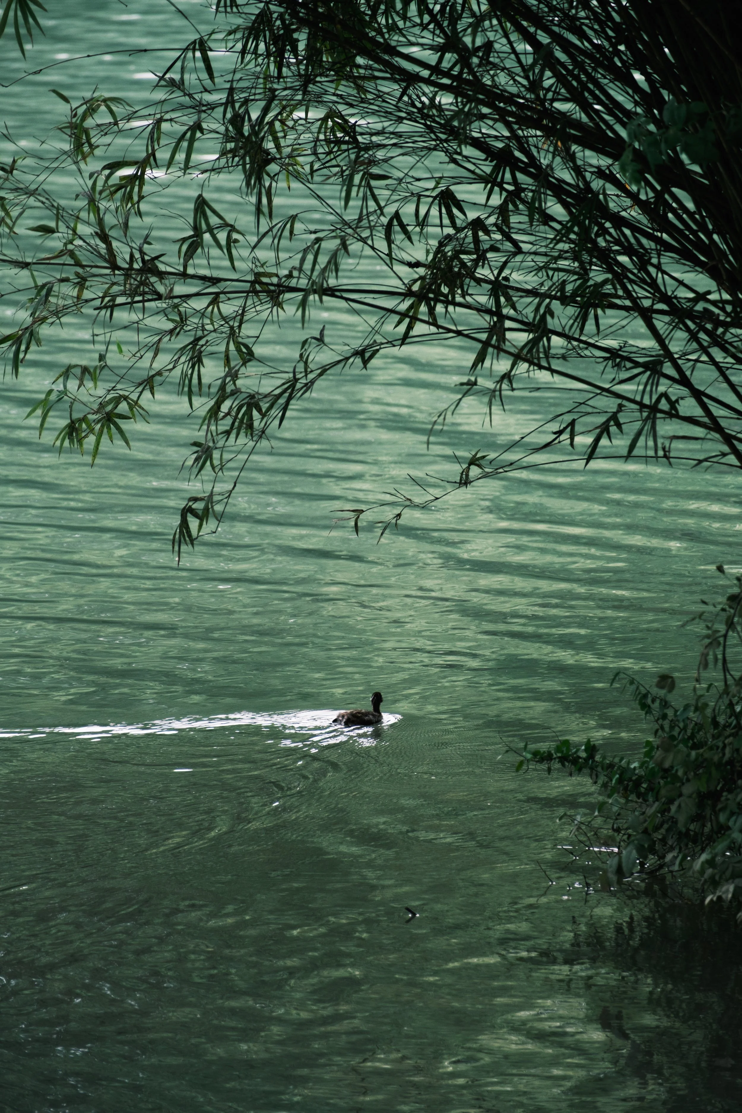 A duck swimming in calm green water with overhanging leafy branches.