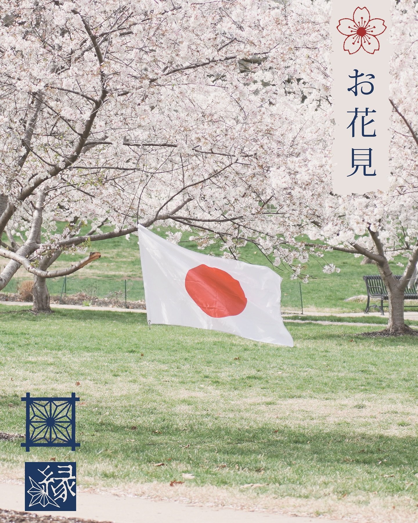 🌸 O-Hanami: A Springtime Celebration 🌸

Each spring, Yukari KC hosts O-Hanami (お花見)&mdash;a joyful Japanese community event at Loose Park, where we gather to celebrate the season under the beautiful cherry blossom (sakura) trees.

O-Hanami is a Jap