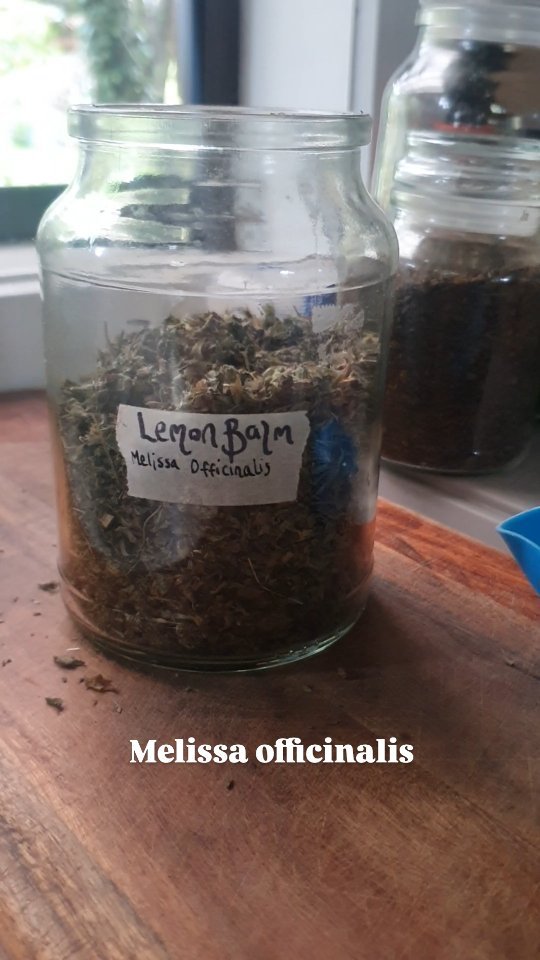 Soft, citrus-sweet and delightfully calming, lemon balm is one of nature’s gentlest nervous system allies. Its name, Melissa, means "honeybee," giving a nod to the deep love bees have for this herb. When planted near hives, lemon balm