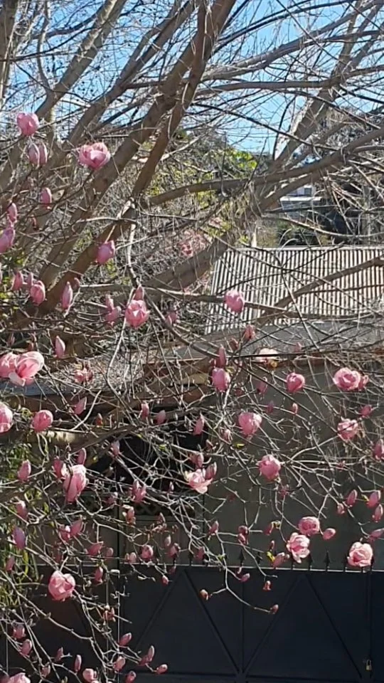 There’s an art in slowing down. Observing the magnolia petals, caressing skin as they gently drift by... Fragrance releasing silently.
Water mist rising like a soft veil, wrapping the skin in dew speckles.
A ritual of presence and a reminder