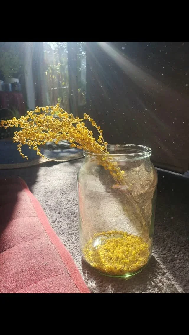 Wattle medicine
I popped a dot of pollen under my tongue on my walk through Birdsland the other day, asking "what do you do?" to the wattle...
The interpretation:
"Clarifying, clearing the mind. Cleansing it all back and starting ag