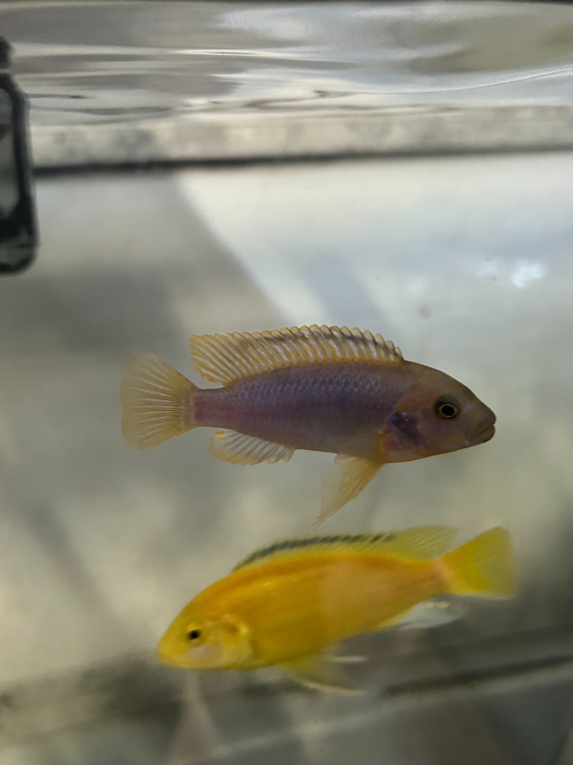 assorted+cichlids+.jpg